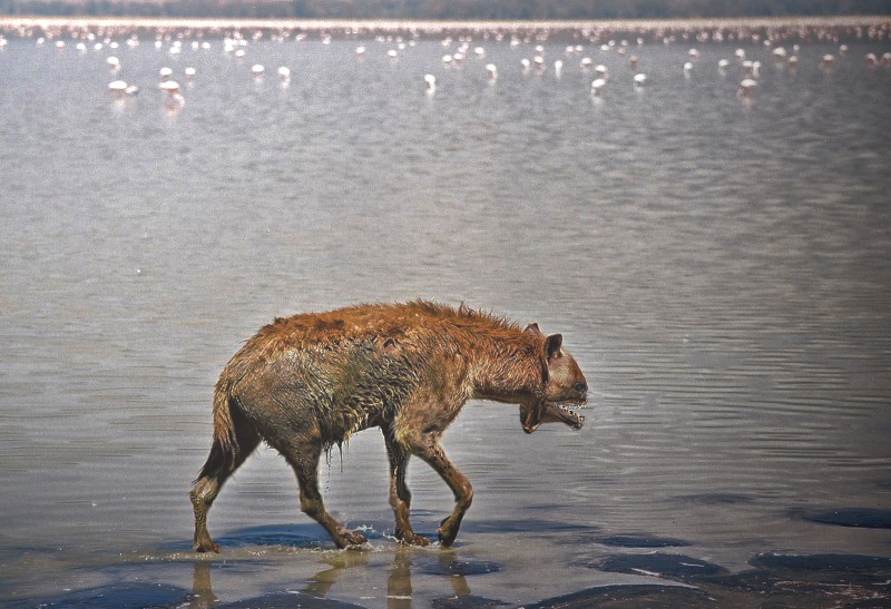 Photoshop Design by riddle for DesignCrowd (Community Contests) | Design #8961308