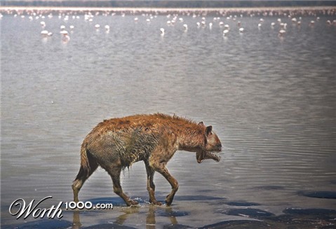 Photoshop Design by riddle