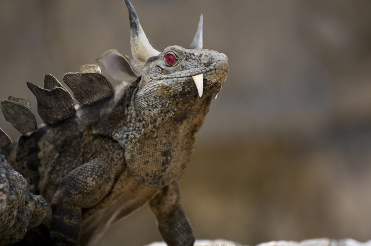 Diseño de Photoshop por funkfrost para DesignCrowd (Community Contests) | Diseño #8961344