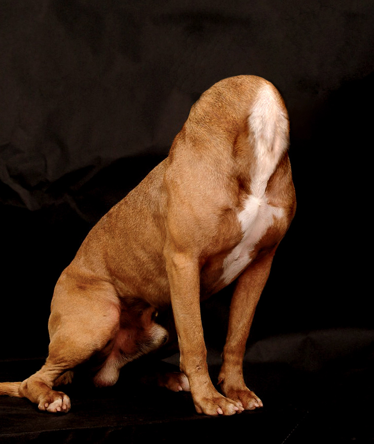 Diseño de Photoshop por Mandrak para DesignCrowd (Community Contests) | Diseño #8962543