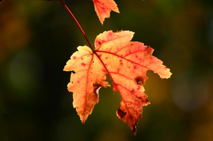 Photography by bbfarmer for DesignCrowd (Community Contests) | Design #8962885