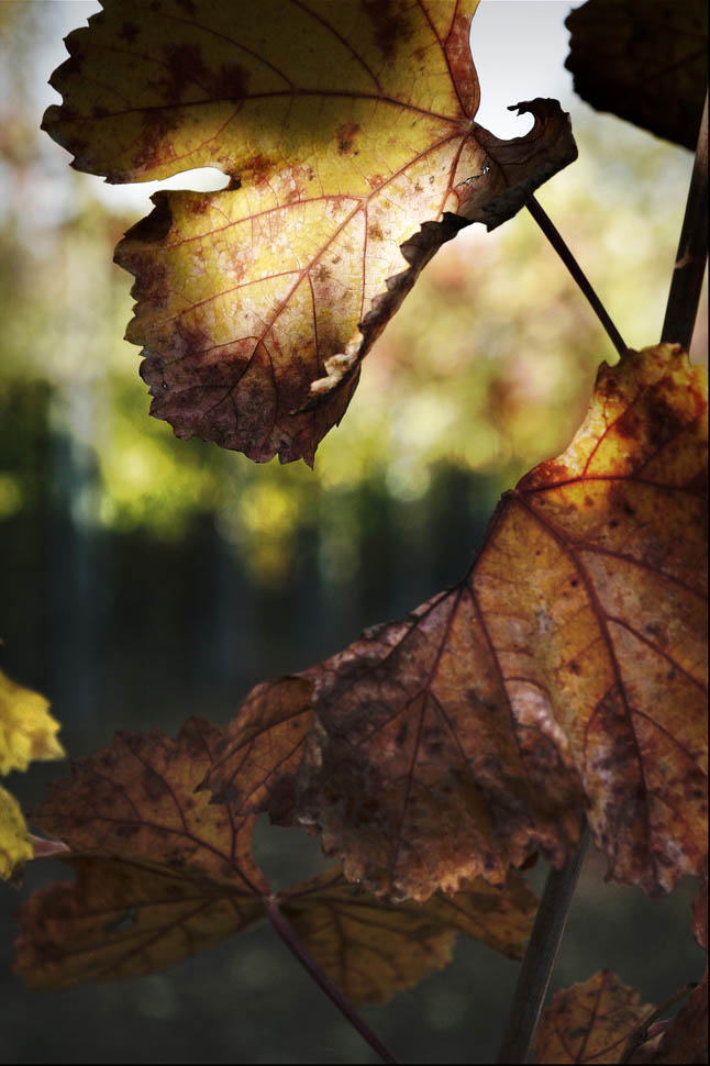 Photographie par andreaguglielmi pour DesignCrowd (Community Contests) | Design #8962880