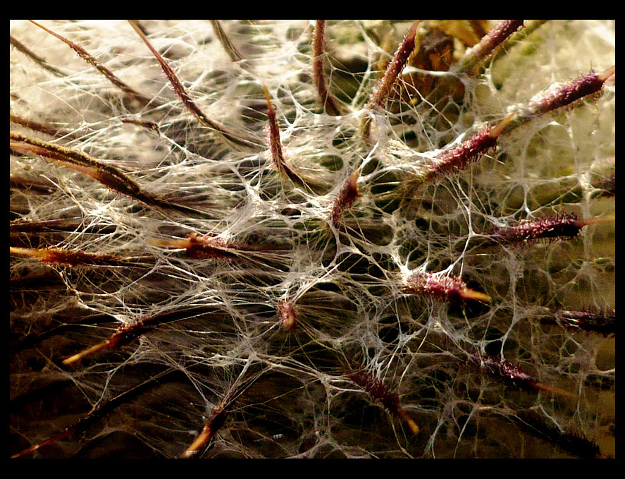 Photography by momooo for DesignCrowd (Community Contests) | Design #8962889