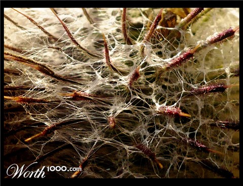 Photography by momooo