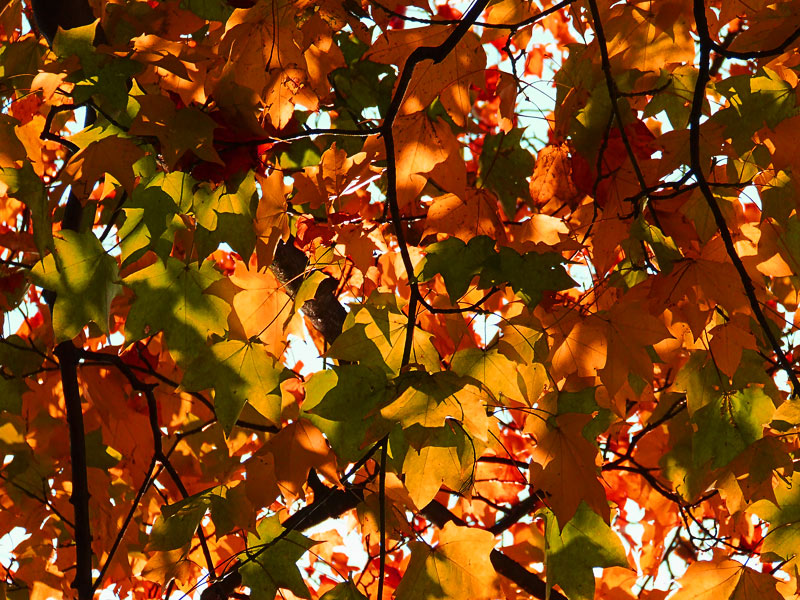 Photography by snofflewaffle for DesignCrowd (Community Contests) | Design #8961311