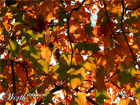 Photography by snofflewaffle