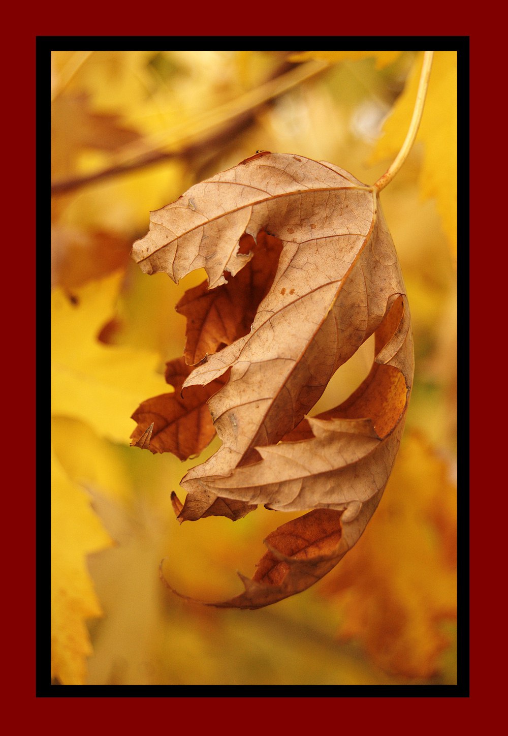 Fotografie von ercolano für DesignCrowd (Community Contests) | Design #8962922