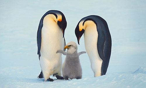 Diseño de Photoshop por gear01d para DesignCrowd (Community Contests) | Diseño #8962679