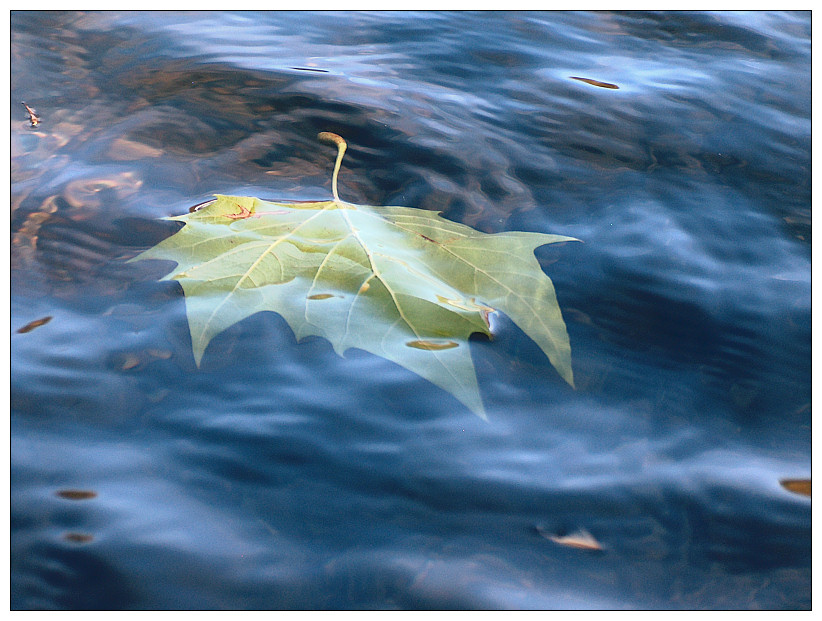 Photography by Manatee for DesignCrowd (Community Contests) | Design #8962917