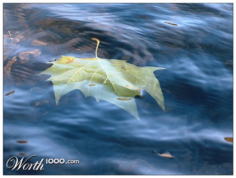 Photography by Manatee