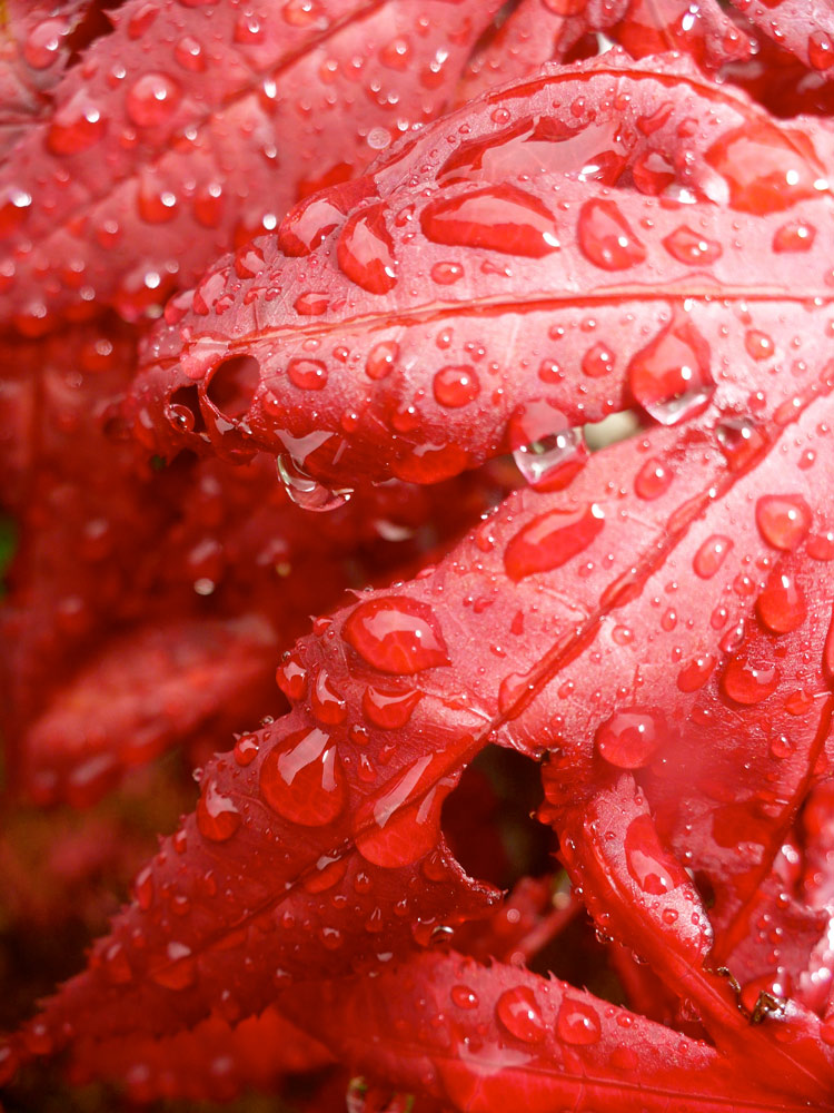 Photography by lazysail0r for DesignCrowd (Community Contests) | Design #8961273