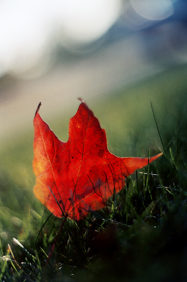 Photography by rochiebones for DesignCrowd (Community Contests) | Design #8962907