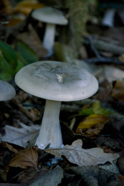 Fotografie von crea08 für DesignCrowd (Community Contests) | Design #8961249