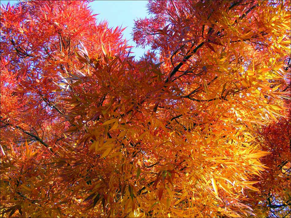 Photography by fujiellena for DesignCrowd (Community Contests) | Design #8961280