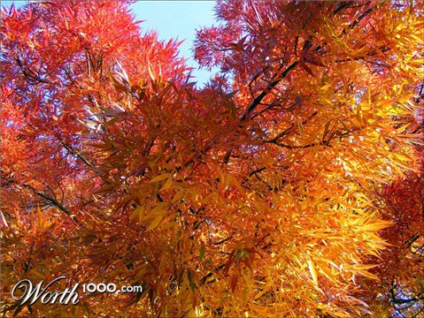 Photography by fujiellena