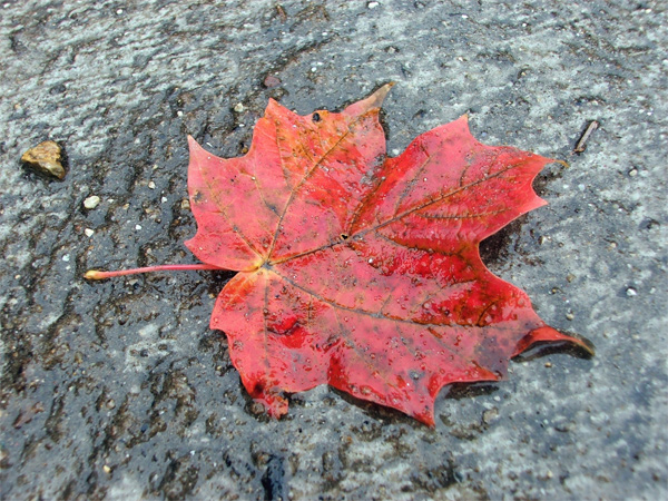 Photography by myopicglimpse for DesignCrowd (Community Contests) | Design #8962956