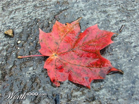 Photography by myopicglimpse