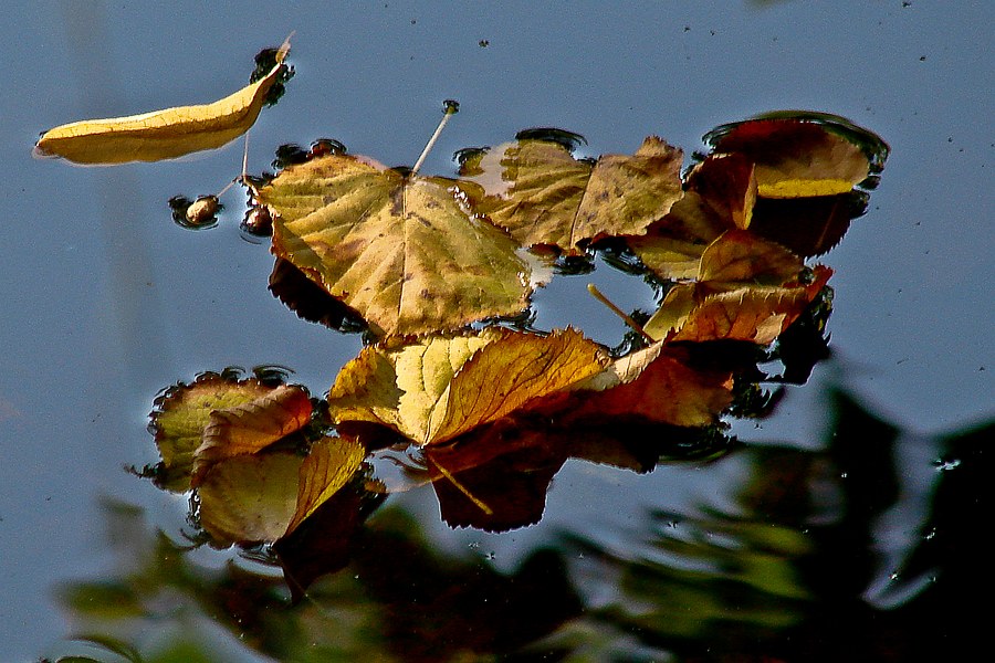 Photographie par Jaap54 pour DesignCrowd (Community Contests) | Design #8962966