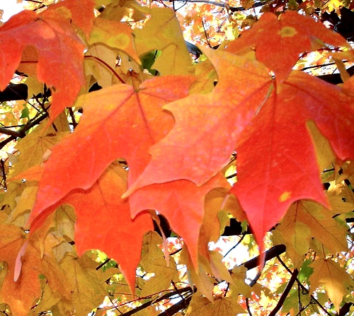 Photography by JoneSyMouSeY for DesignCrowd (Community Contests) | Design #8963008