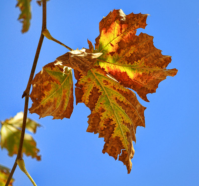 Photography by shuterbug for DesignCrowd (Community Contests) | Design #8962992