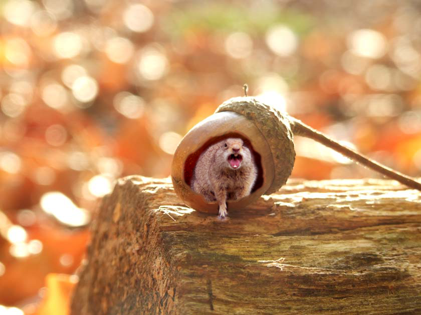 Design Photoshop par tasja71 pour DesignCrowd (Community Contests) | Design #8962510