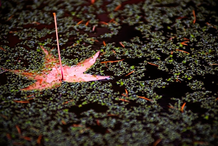 Photography by frankacaba for DesignCrowd (Community Contests) | Design #8962945