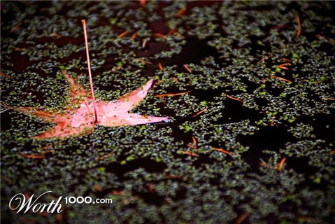 Photography by frankacaba