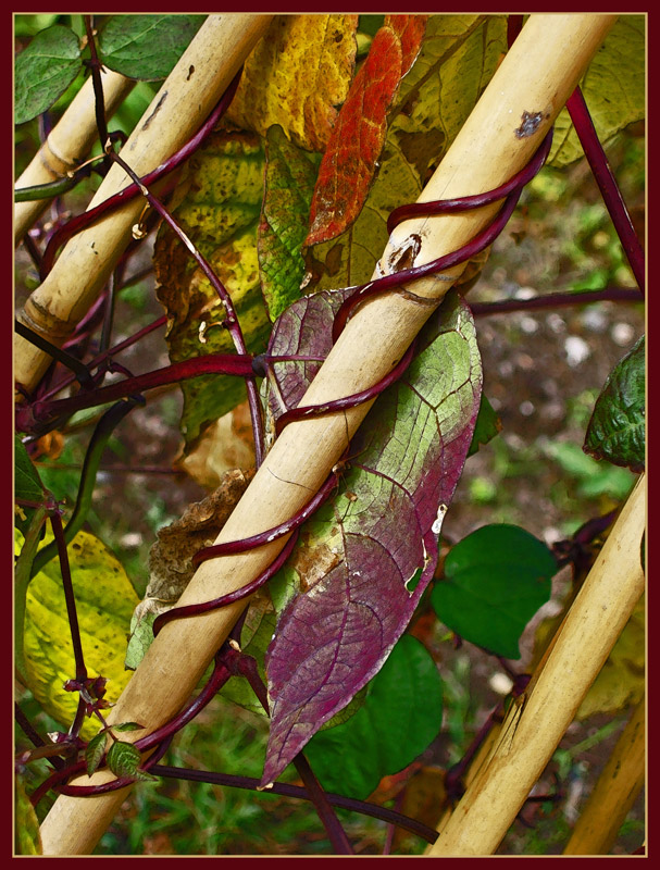 Fotografie von splong für DesignCrowd (Community Contests) | Design #8962977