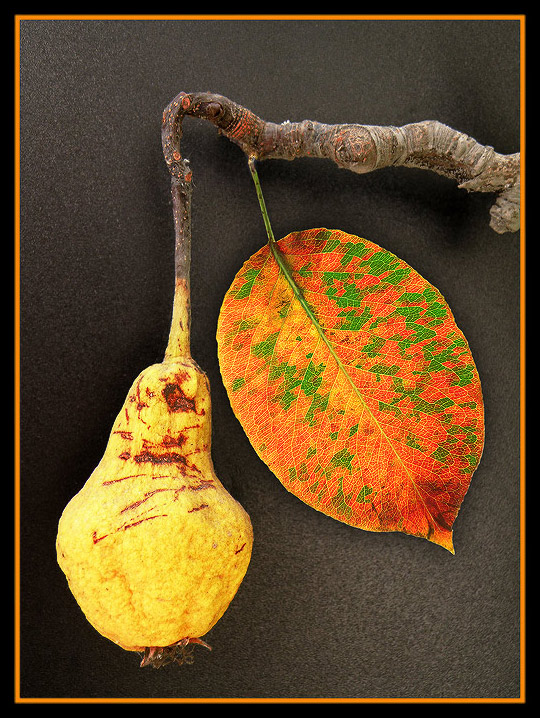 Photography by amirbse for DesignCrowd (Community Contests) | Design #8963003