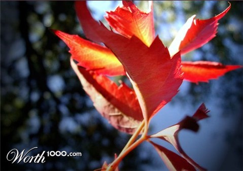 Photography by CarissaLynn