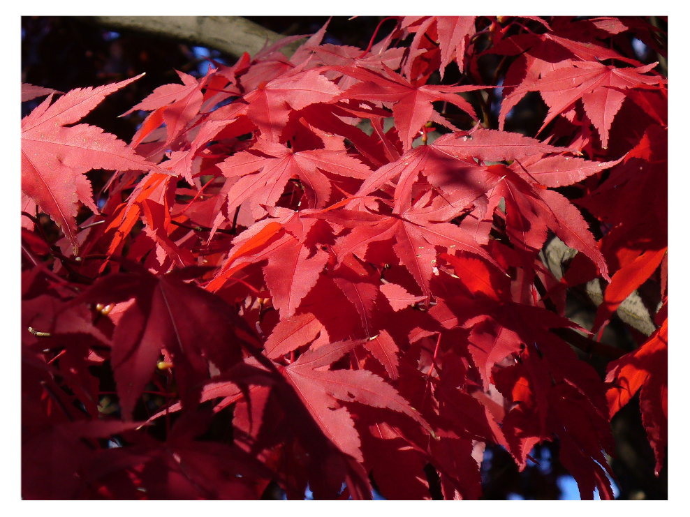 Photography by j9mayer for DesignCrowd (Community Contests) | Design #8963161