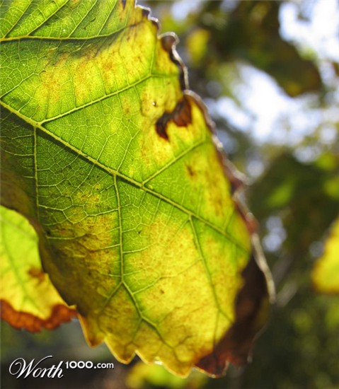 Photography by mydogeatsice