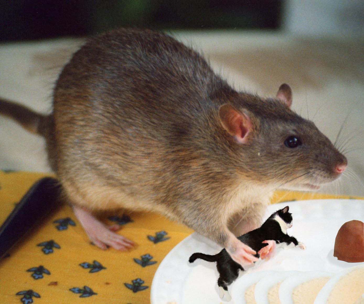 Design Photoshop par bond2don pour DesignCrowd (Community Contests) | Design #8962963