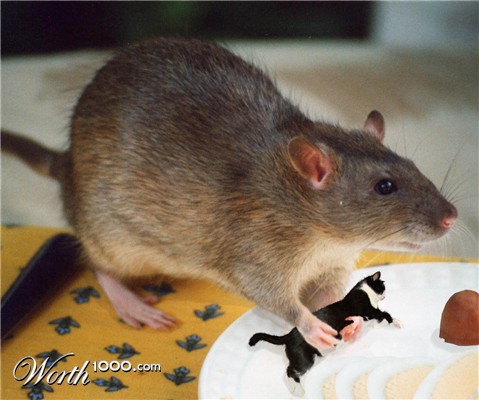 Photoshop Design by bond2don