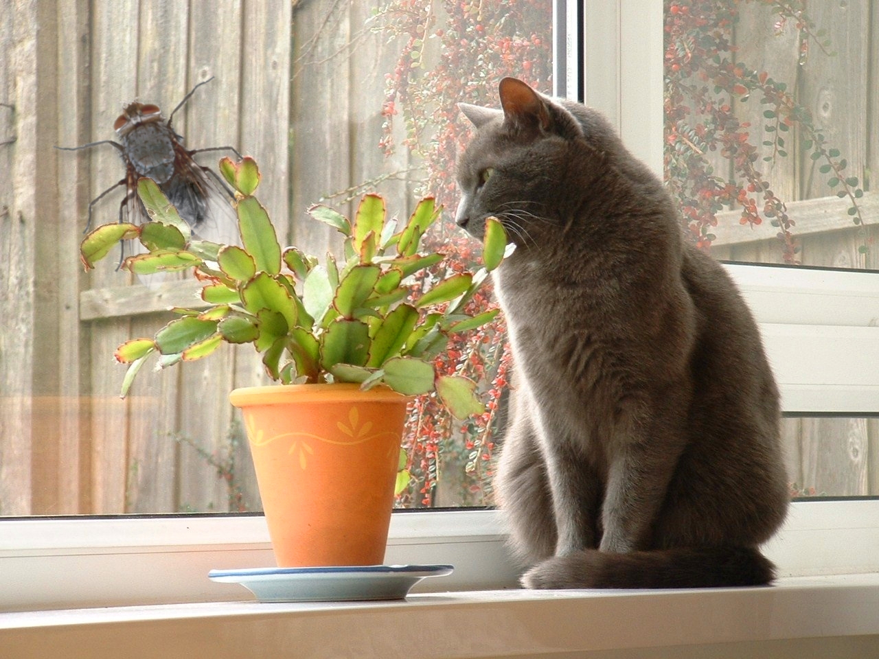 Photoshop Design by angusmacdoodles for DesignCrowd (Community Contests) | Design #8962995