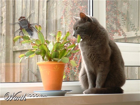 Photoshop Design by angusmacdoodles