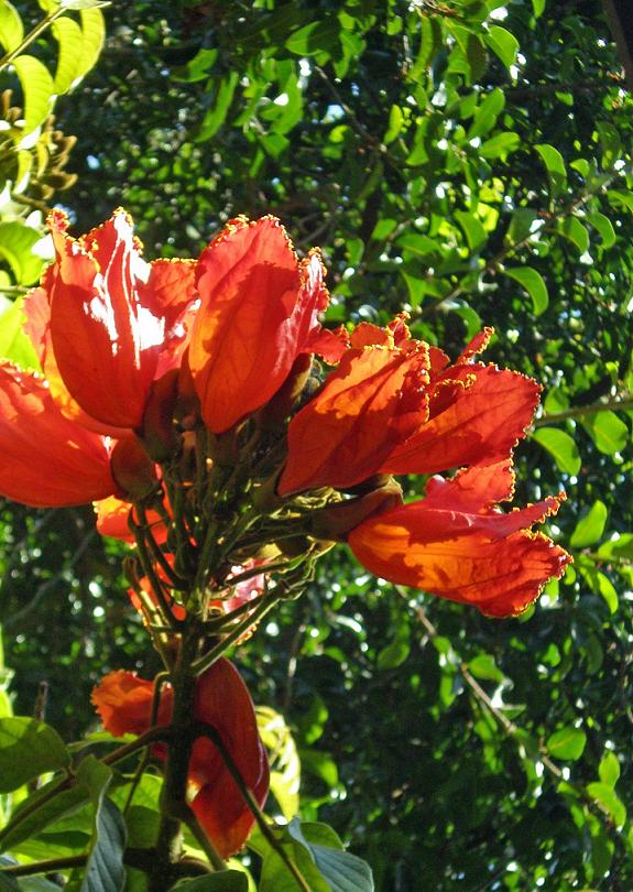 Photography by bestpicturesever for DesignCrowd (Community Contests) | Design #8959677