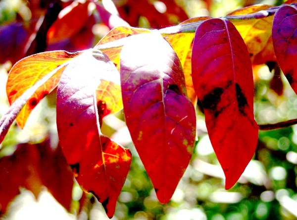 Fotografie von kanucme für DesignCrowd (Community Contests) | Design #8963191