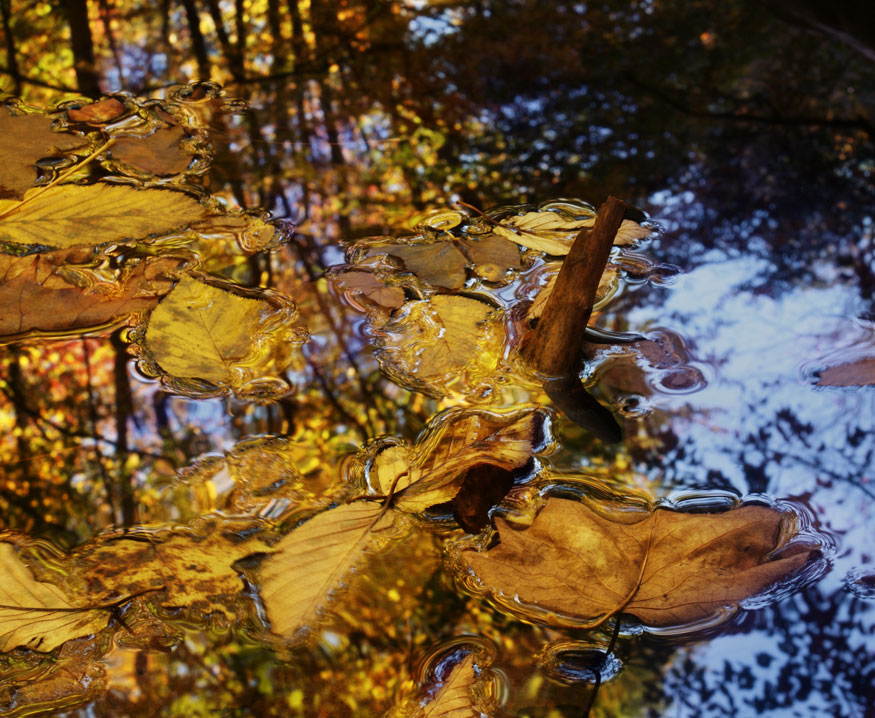 Photography by DebCam for DesignCrowd (Community Contests) | Design #8963270