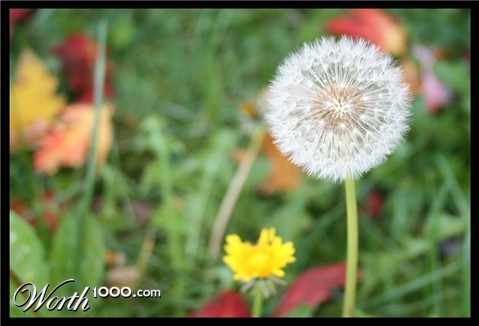 Photography by lisa4011