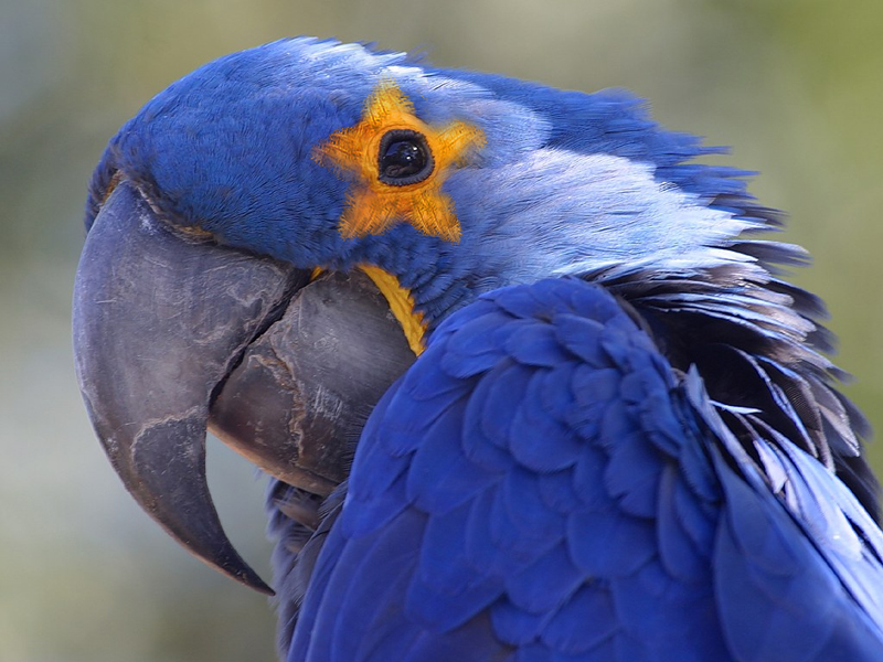 Photoshop-Design von RavenNight für DesignCrowd (Community Contests) | Design #8961993