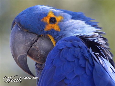 Photoshop Design by RavenNight