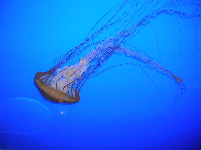 Fotografía por keri0105 para DesignCrowd (Community Contests) | Diseño #8959681