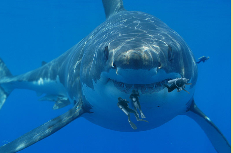 Photoshop Design by Juano for DesignCrowd (Community Contests) | Design #8963315