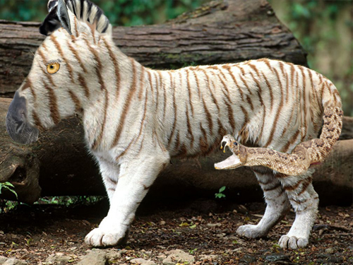 Design Photoshop par Bluntmantonio pour DesignCrowd (Community Contests) | Design #8961060