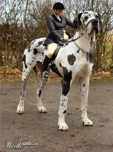 Photoshop Design by gilld8