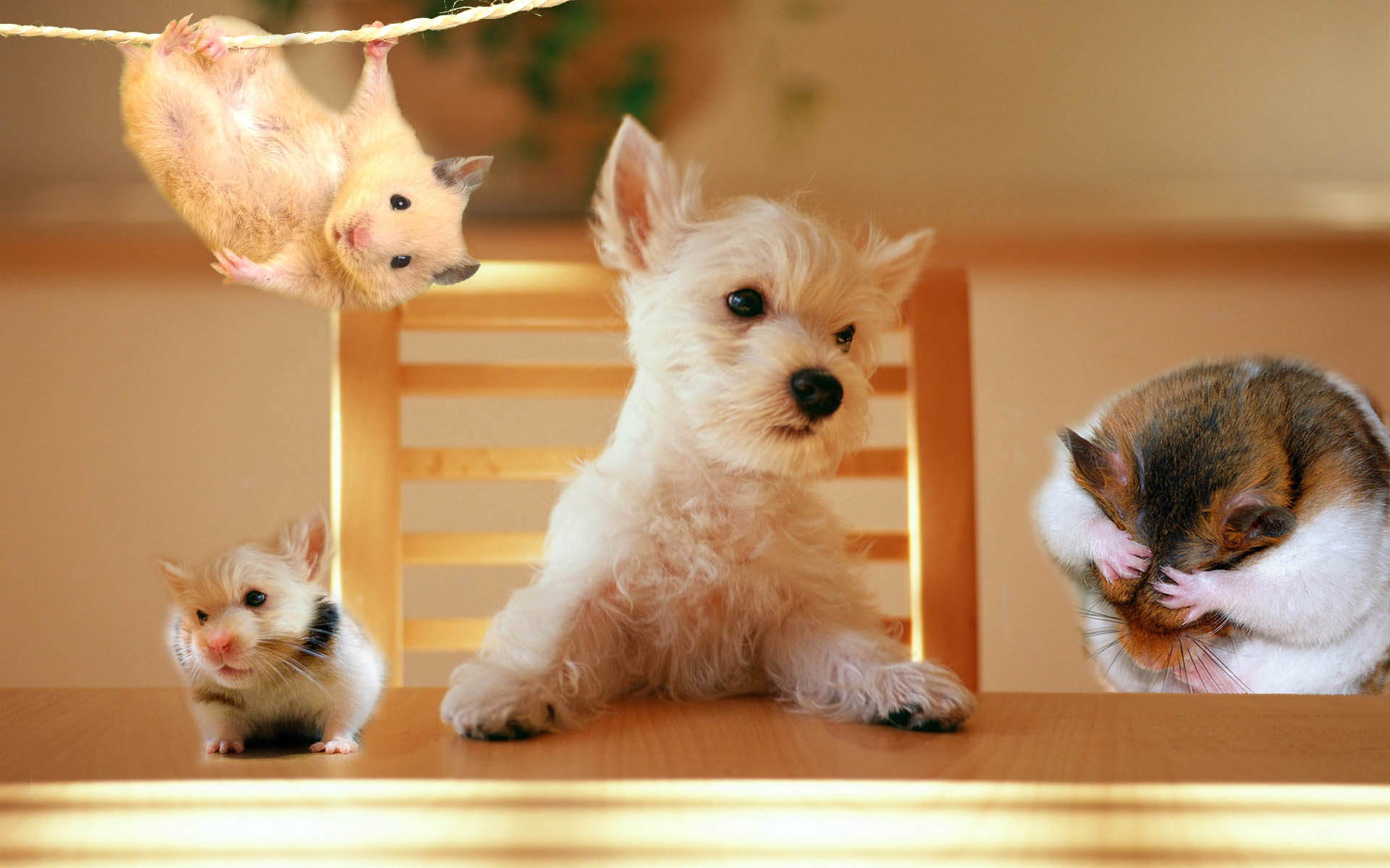 Diseño de Photoshop por tasja71 para DesignCrowd (Community Contests) | Diseño #8961889