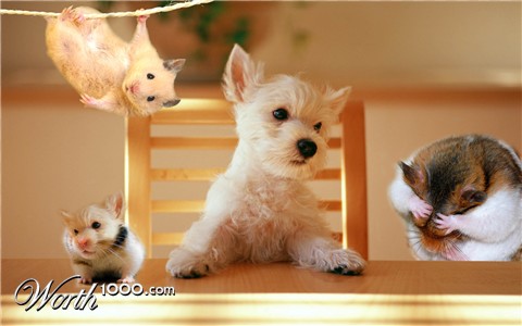 Photoshop Design by tasja71