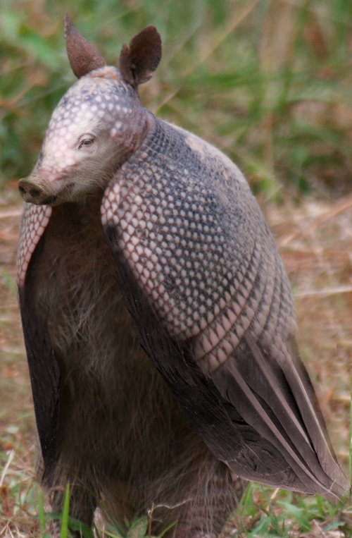 Design Photoshop par lewisj pour DesignCrowd (Community Contests) | Design #8961103