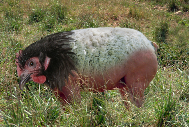 Photoshop Design by tramore for DesignCrowd (Community Contests) | Design #8961133